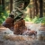 EXPLORER_BROWN_6.jpg